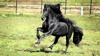 WORLD FAMOUS FRIESIAN STALLION [upl. by Beatriz352]