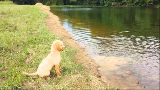 Awesome Video  Goldendoodle Dog Teaches Puppy to Swim [upl. by Jodi661]