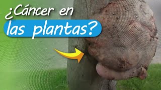 ¿Conocías el CÁNCER de las PLANTAS o Agrobacterium ¿Existen los Tumores en las Plantas [upl. by Adnamra165]