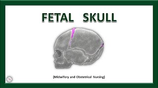 FETAL SKULL  Bones  Sutures  Diameters  Fontanels  Anatomy  OBG Lecture  The Nurses Station [upl. by Oinafipe]