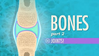 Joints Crash Course Anatomy amp Physiology 20 [upl. by Anailuj]