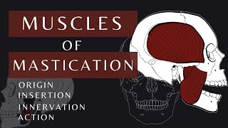 Muscles of Mastication  Gross Anatomy and Physiology Masseter  shorts anatomyphysiology [upl. by Ynogoham]