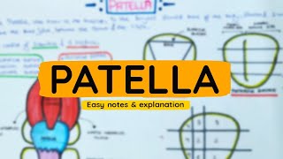 Patella  General Anatomy  Easy notes and explanation in Hindi [upl. by Lubow943]