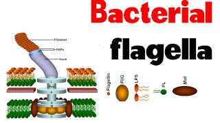 Bacterial flagella  structure and motility [upl. by Marston]