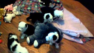 Old English Sheepdog 4 week old puppies playing Check back wwwsheepdogpupcom [upl. by Lydia]