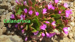 Calandrinia Growing Guide [upl. by Buchbinder516]