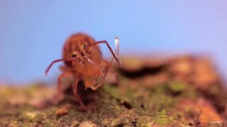 Globular Springtails demonstrating their collophore [upl. by Adnoluy]