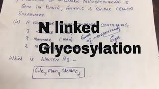 Glycosylation of Proteins N Linked Glycosylation [upl. by Zetnauq]