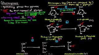 Gluconeogenesis Part 1 of 3  Intro and Steps [upl. by Ellatsirhc]