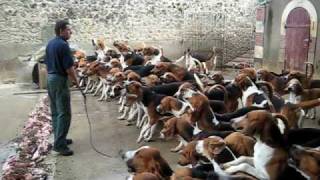 Crazy feeding frenzy with the hounds at Chateau Cheverny [upl. by Keisling585]