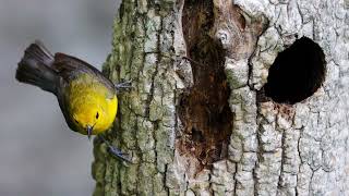 The Secret Life of Prothonotary Warblers [upl. by Lemra526]