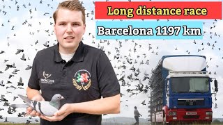 Barcelona Race 2024 Results Top Racing Pigeons from Netherlands Belgium and France [upl. by Dore]