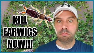 How to Get Rid of Earwigs [upl. by Samau]