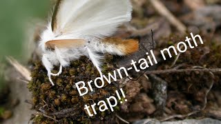 DIY Browntail moth trap [upl. by Robbie763]