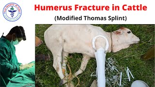 Humerus Fracture Cattle  LA Surgery 18 [upl. by Aicercal]