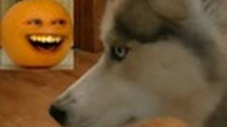 Siberian Husky Eats Annoying Orange Response to Mean Kitty Hates Oranges [upl. by Aurita]