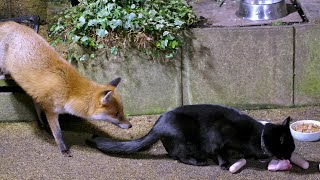 Urban Fox amp Cat Encounters  UHD 4K [upl. by Ahsirtal622]