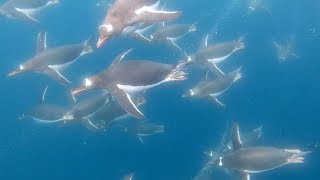 Group Of Penguins Swim In Tandem [upl. by Aikrehs235]