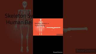 Human Skeleton System shortsfeed [upl. by Bertold817]