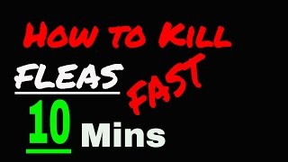 How to get rid of fleas in 10 Mins for Cheap [upl. by Hammer]