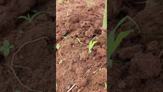 Unlocking the Power of Perlka Fertilizer Nutritional Benefits and Soil Health [upl. by Illene]