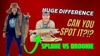 Splake Trout VS Brook Trout Comparison  The differences EXPLAINED [upl. by Kahl]