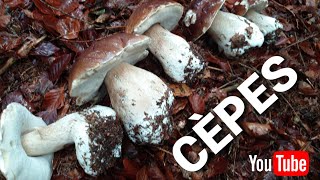 Cueillette de cèpes magnifiques Cueillette des champignons 2019 [upl. by Ladin]