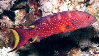 Lyretail Grouper of the Red Sea [upl. by Ellerol250]