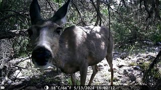 Deer Freaks Out Once It Notices the Camera [upl. by Ainez]