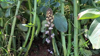 Orobanche crenata delle fave una specie commestibile [upl. by Ashlin]