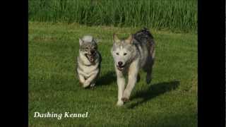 The husky and the vallhund [upl. by Eupheemia]