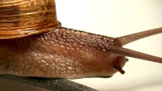 Snail Gastropoda  Macro HD [upl. by Suzanna]