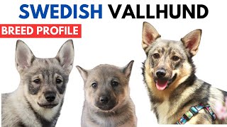 Swedish Vallhund Breed Profile History  Price  Traits  Västgötaspets Grooming Needs  Lifespan [upl. by Vladi]