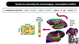 OHBM 2022  45  Educational Course  Neuroanatomy  Part 4 [upl. by Jillene]