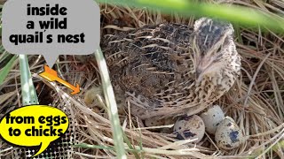 quail nest  quail eggs hatching  quail chicks  wood animals [upl. by Nahtaoj58]