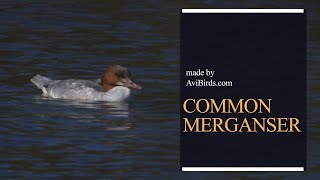 Common Merganser  Goosander Mergus merganser [upl. by Abbotson]