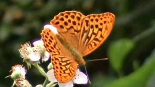 British Butterflies Fritillaries [upl. by Neelyar]