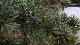 Cedrus brevifolia [upl. by Netsriik]