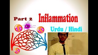 Inflammation Part 2  Difference between Acute and Chronic Inflammation  Urdu and hindi [upl. by Tsirc]