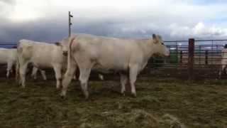 Charolais cows up close and personal [upl. by Ahsayn]