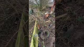 RattingTerriers  ratting on a cattle farm [upl. by Mendie]