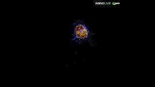 Timelapse of cancer cell undergoing apoptosis [upl. by Cross]