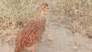 Top Fastest Francolin Birds Voices Grey Pheasant Birds Sounds [upl. by Buddy]