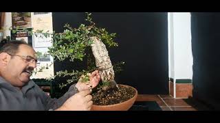 Hoy un alcornoque🤣y otra parrafadafeliz naviad a todos de un aficionado al bonsai manolofelix [upl. by Ynnavoj883]