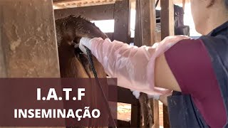 PROTOCOLO PARA INSEMINAÇÃO ARTIFICIAL EM NOVILHAS [upl. by Stieglitz536]