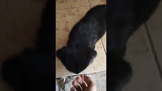 Ella es Kataleya 🥰🥰dog perrita black [upl. by Marka823]