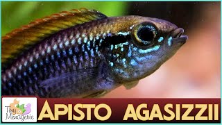 All About Apistogramma Agassizii  The Charming Dwarf Cichlid [upl. by Suedama]