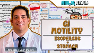 Gastrointestinal  GI Motility of the Esophagus amp Stomach [upl. by Mel389]