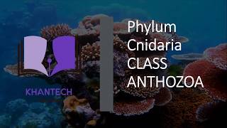 Class Anthozoa  Classification of Phylum Cnidaria [upl. by Sucramd]