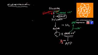 Fermentación [upl. by Evey392]